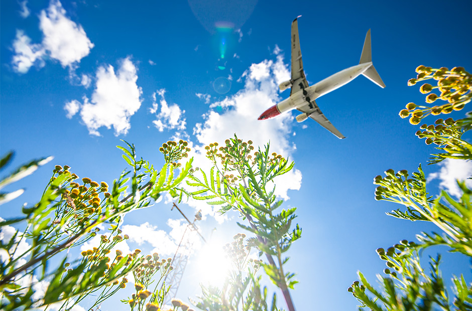 Norwegian-plan flyger över gröna blommor