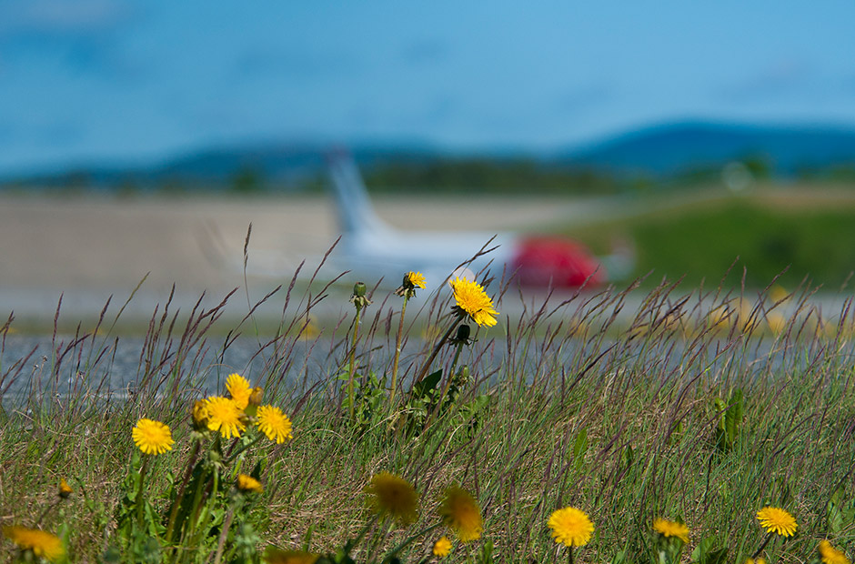 Norwegian plane as seen through grass