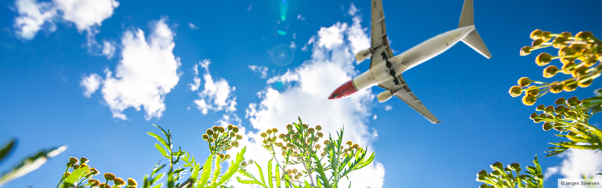 Norwegian plane flying over green flowers