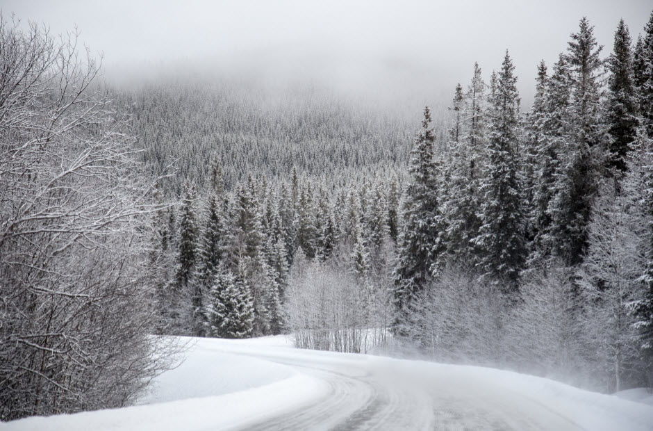 Snowy road with trees on either side
