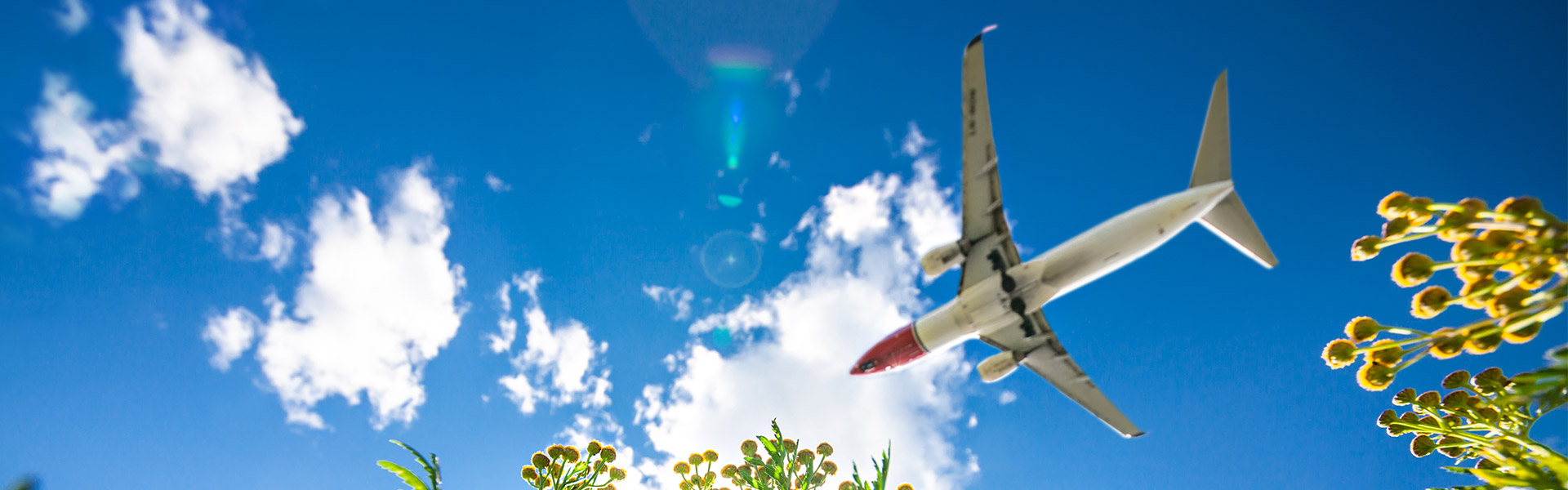 Norwegian plane flying over green flowers